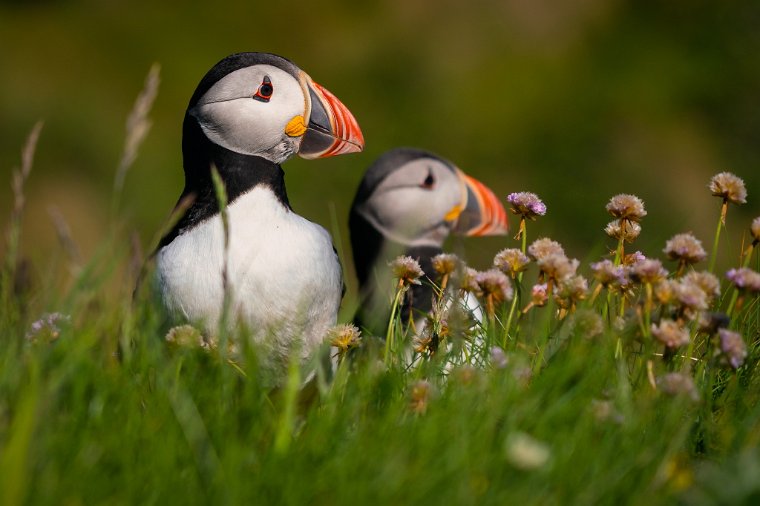 120 Treshnish eilanden, papegaaiduiker.jpg